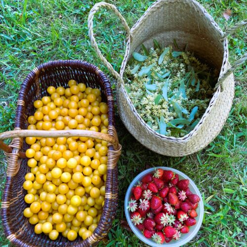 récolte foret comestible du domaine de bassilour à Bidart