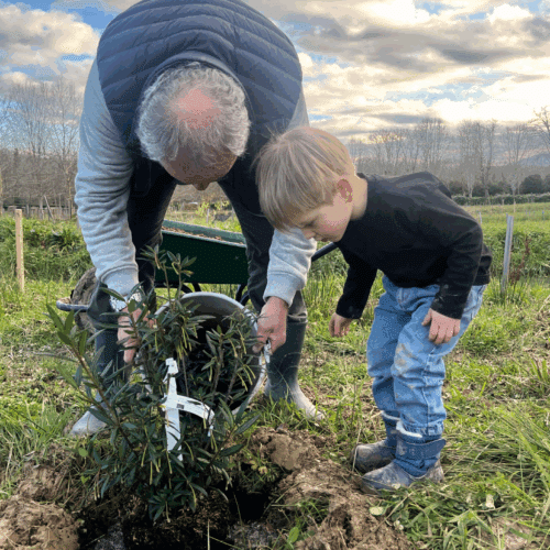 plantation foret comestible du domaine de bassilour à bidart inter generationnel