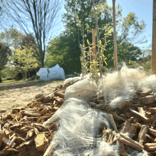 foret comestible du domaine de bassilour à bidart laine de mouton comme protection contre les animaux
