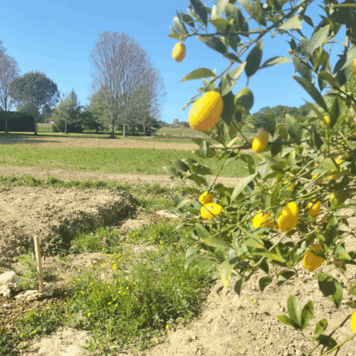 foret comestible du domaine de bassilour à bidart citronnier
